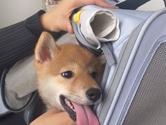 -爱诺耐芙动物医院(万博店)