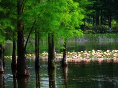 -白鹭湾湿地公园