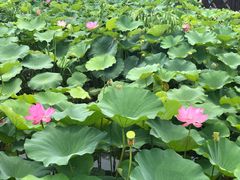 -荷塘月色湿地公园·向阳花洲