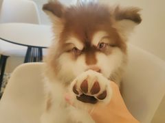 -Let's go狗咖·猫咖·奶狗·桌游(春熙路IFS店)