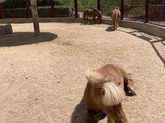 -鄂尔多斯野生动物园