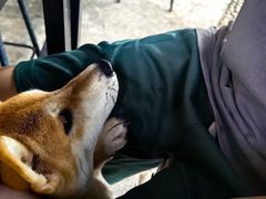 -柴犬高等学院·狗咖·柴犬售卖·宠物训练