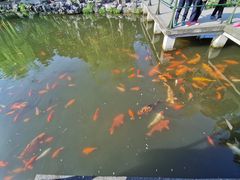 -西湖外事游船(花港观鱼码头)