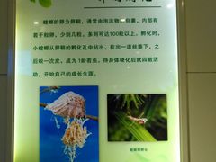 -上海昆虫博物馆
