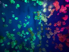 -成都浩海立方海洋公园