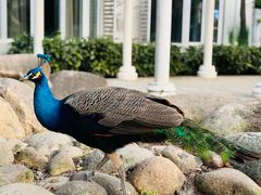 -J Create城市露营咖啡·简餐·宠物(上海动物园店)