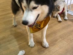 -Husky Go! 哈士奇体验馆·宠物咖啡厅狗咖