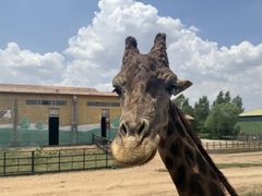 -鄂尔多斯野生动物园