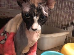 -猫色咖啡·猫咖