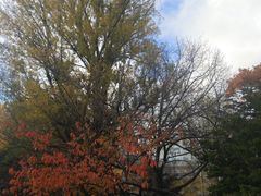 -北海道厅旧本厅舍(旧本庁舎)