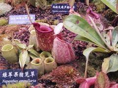 -中国科学院西双版纳热带植物园