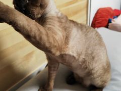 -爱侣宠医·鹦鹉专科·小型哺乳类·异宠专科(灵石路店)