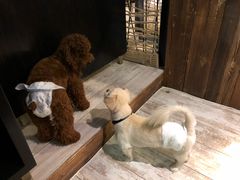 -百好乐宠物友好餐厅(朝外大街店)