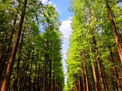 -昆山城市生态森林公园