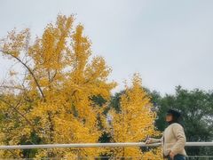 -重庆市江北嘴中央商务区中央公园