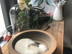-吉丁鸟咖·异宠·寄养