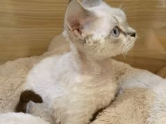 -momokira米努特·德文卷毛猫·棉花面纱犬