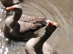 -福建鲤鱼洲酒店