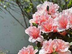 -龙华寺