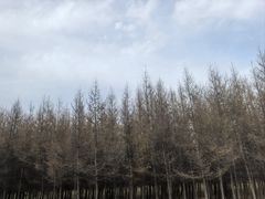 -御道口草原森林风景区
