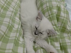 -瑞派动物医院·猫专科·至诚(江南中分院)