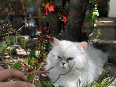 -喵屿·大理花园猫咖