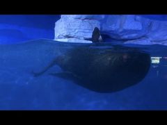 -烟台海昌鲸鲨海洋公园