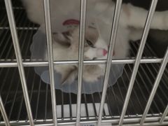 -宠福鑫康馨动物医院·骨科·眼科