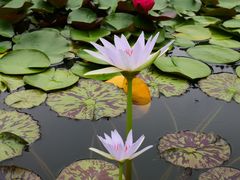 -国家植物园南园