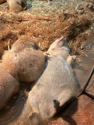 -Zoolung Zoolung动物主题公园(海信广场店)