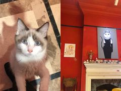 -猫色咖啡·猫咖
