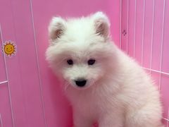 -翊宠yipet猫狗购宠庄园犬舍•猫舍