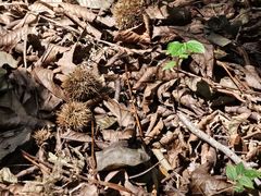 -上海佘山国家森林公园天马山园