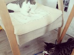 android_upload_pic-海边的猫和咖啡馆
