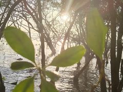 -宝安西湾红树林湿地公园