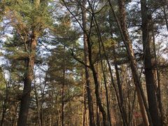 -五营红松林海景区