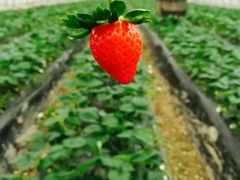 -南汇水蜜桃采摘(大团店)