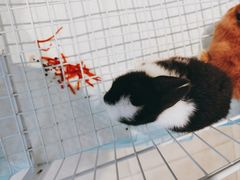 -怪兽屋·羊驼·猫咖·狗咖(俊华广场店)