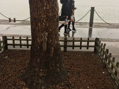 -西湖外事游船(湖滨二公园外事游船码头)