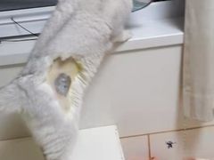 -艾贝尔宠物诊疗