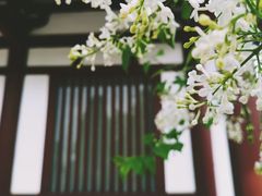 景点-西安青龙寺遗址景区