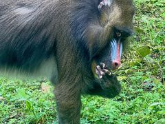 -哈尔滨北方森林动物园