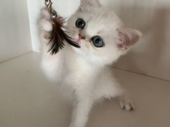 -东方名猫馆·英短金渐层布偶猫舍(环线广场1号楼店)