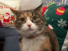 -Sirena海妖日咖夜酒