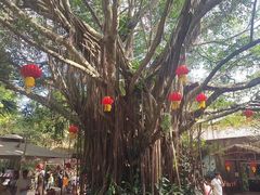 -海南热带野生动植物园