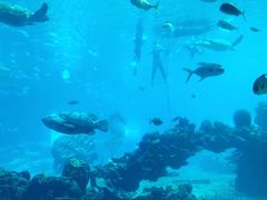 -海棠湾洲际-涛·海底餐厅·美人鱼·自助餐·海底隧道