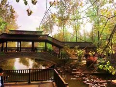 -合肥滨湖国家森林公园