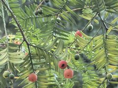 -天目山大树王景区