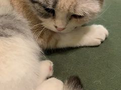 -猫色咖啡·猫咖