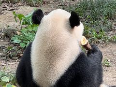 -广州长隆野生动物世界